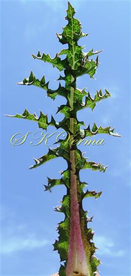  Lower Cauline Leaf